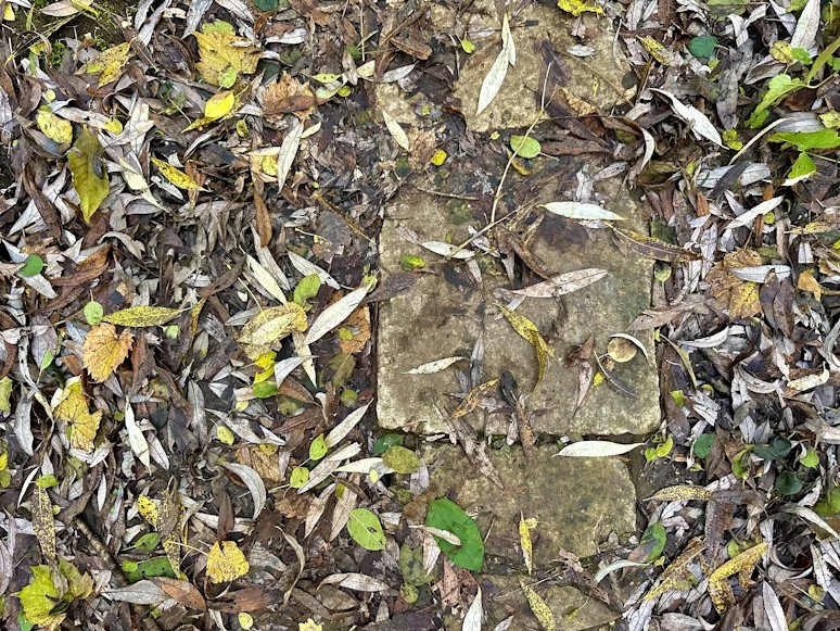 Soil-and-Leaf-Litter