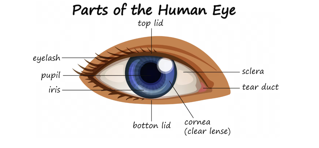 Featured image for: The Eye and Vision: What You Need to Know