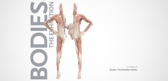 VIP helps Transport BODIES: The Exhibition from NY to CA