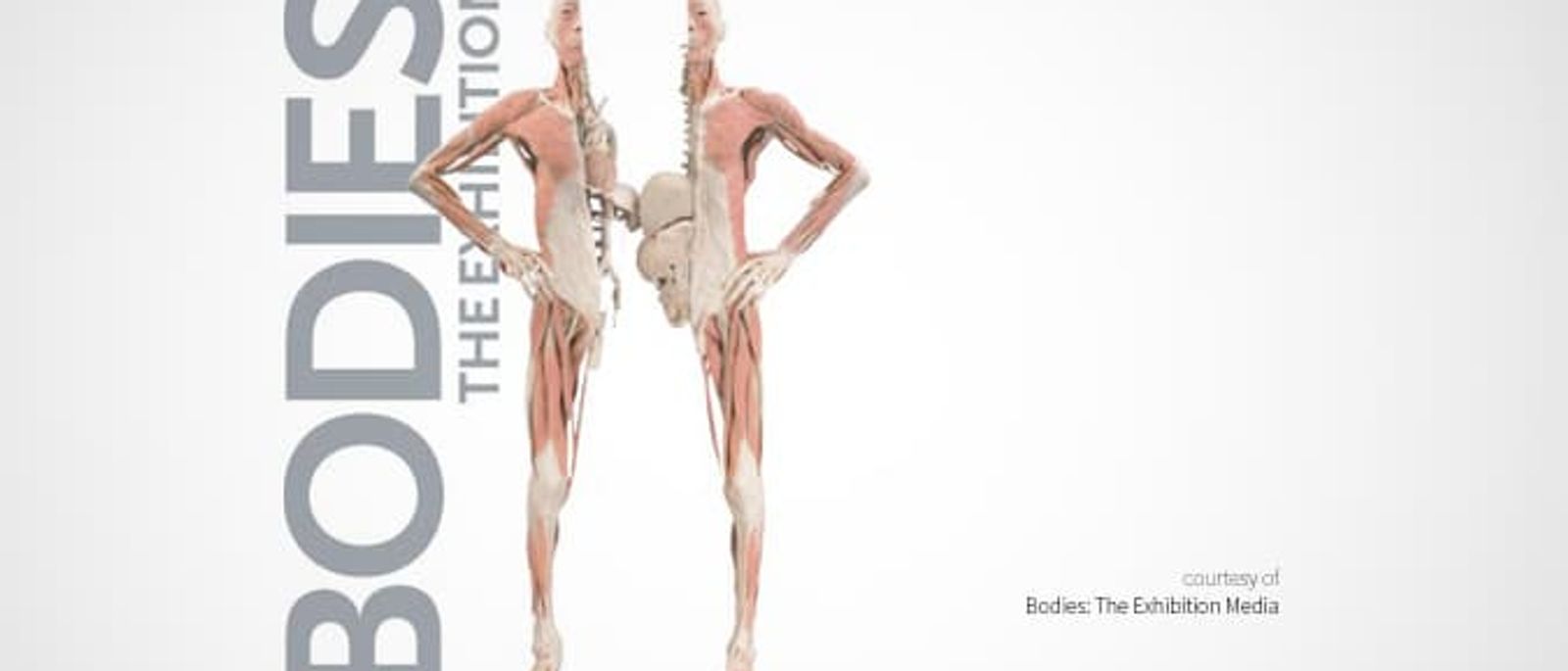 VIP helps Transport BODIES: The Exhibition from NY to CA
