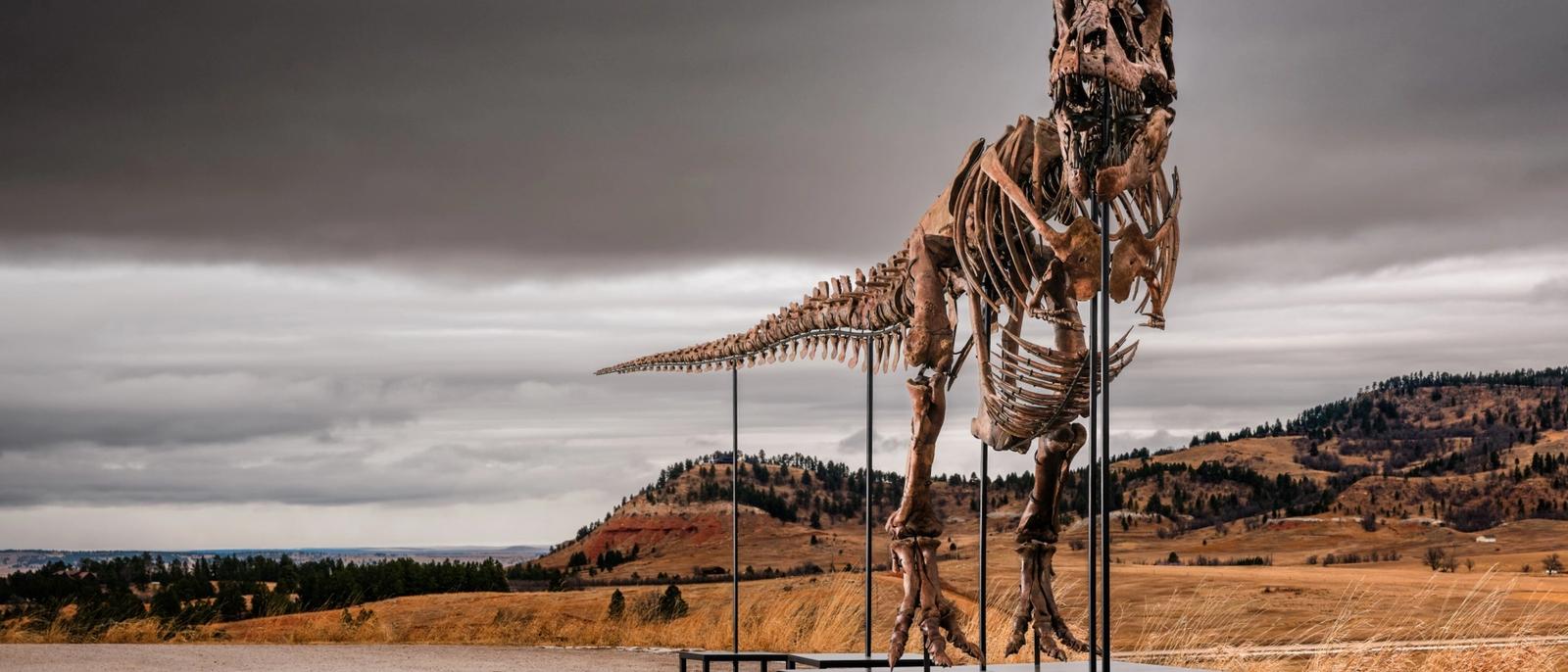 Moving History: Gus the T. rex and the Journey of a $50 Million Fossil