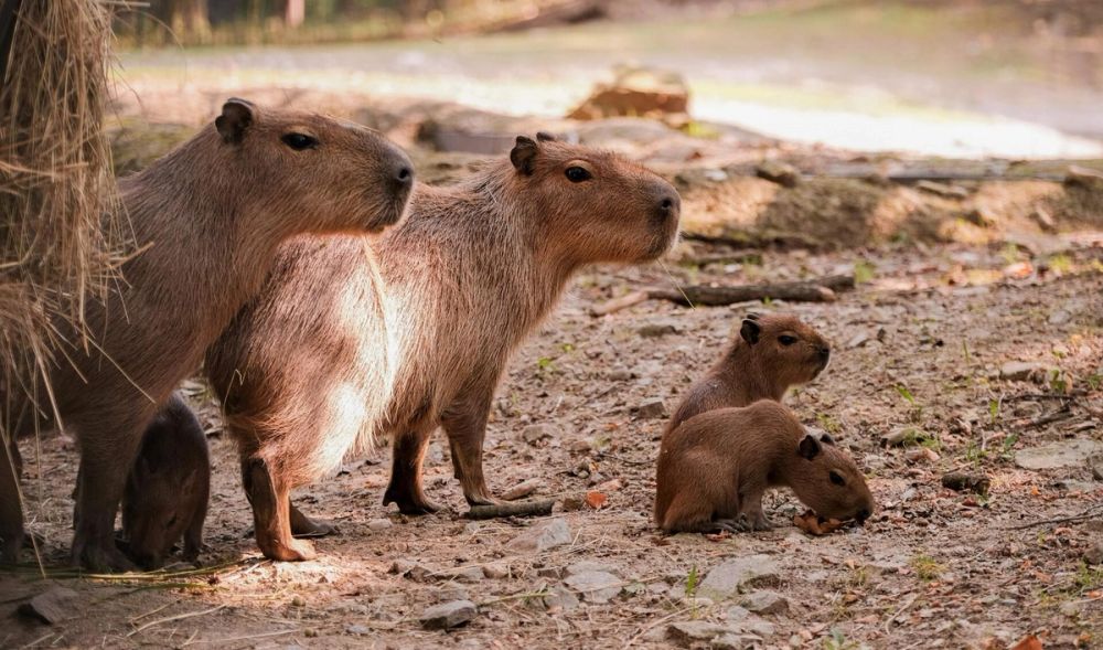 Zoo Brno