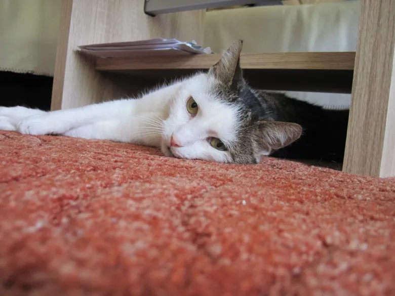 Amazing Solutions Pet Stain Remover