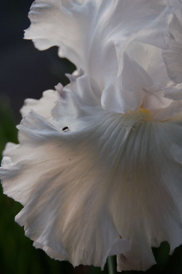 The Monkey Flower Group gallery photo 3