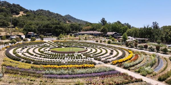 Bees N Blooms gallery photo 4