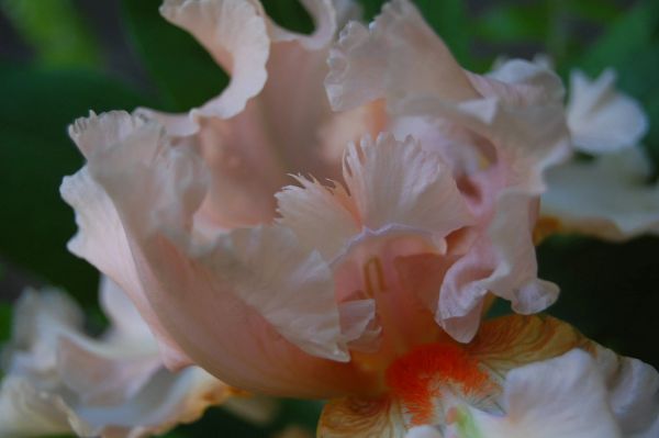 The Monkey Flower Group gallery photo 6