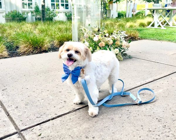 Dog Of Honor Weddings and Events gallery photo 4