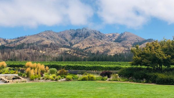 St. Francis Winery & Vineyards gallery photo 2