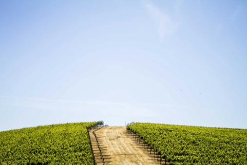 San Francisco vs Wine Country Weddings: Which Is Right for You?