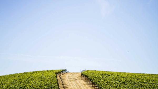 San Francisco vs Wine Country Weddings: Which Is Right for You?