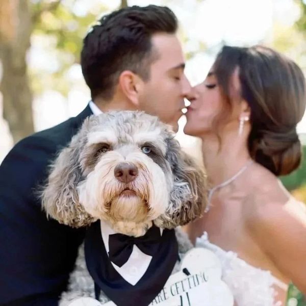 Dog Of Honor Weddings and Events gallery photo 1