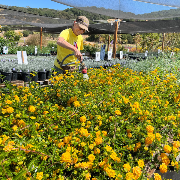 Bees N Blooms gallery photo 1
