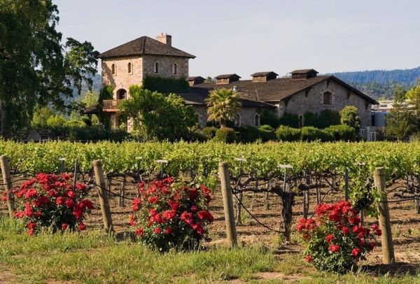 Apex Wine Tours & Limo Service gallery photo 4