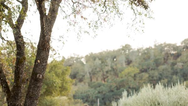 Bay Area Wedding Officiant Pricing: Why $500 vs $2,000 Looks the Same on Paper