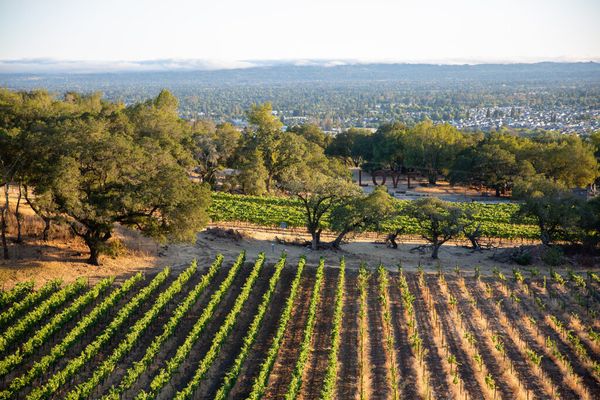 Paradise Ridge Winery gallery photo 6