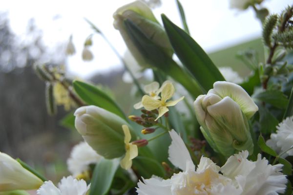 The Monkey Flower Group gallery photo 5
