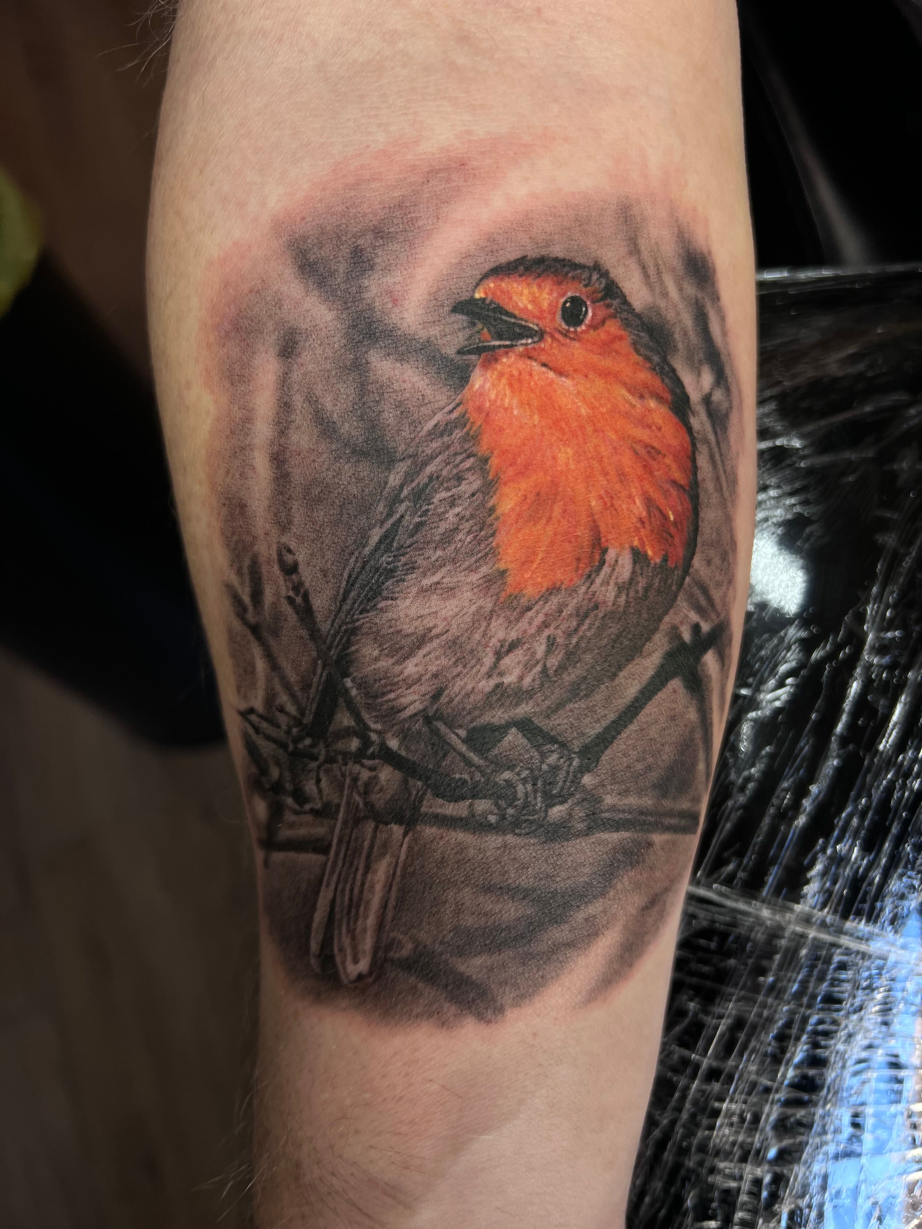 Robin bird