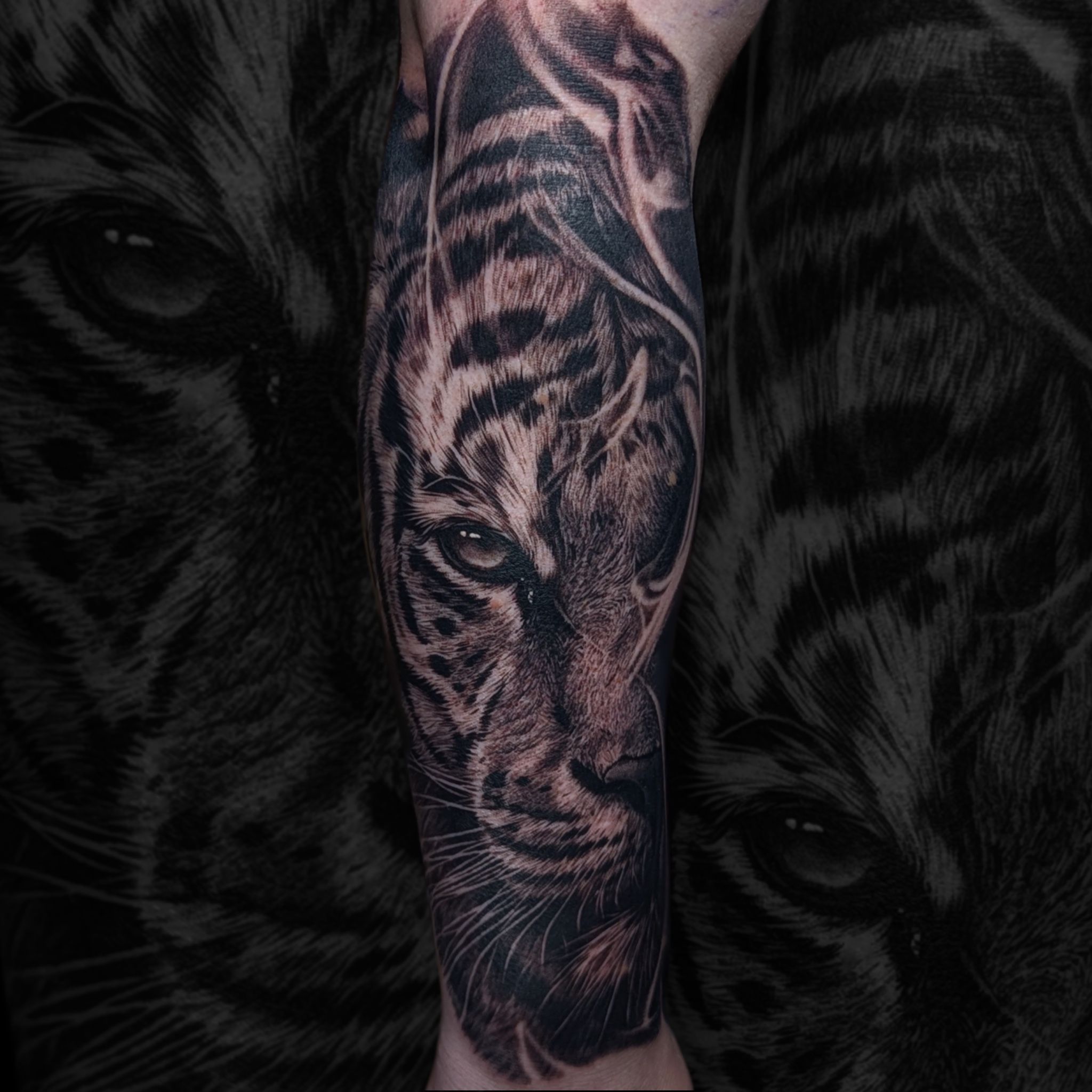 Tiger forearm