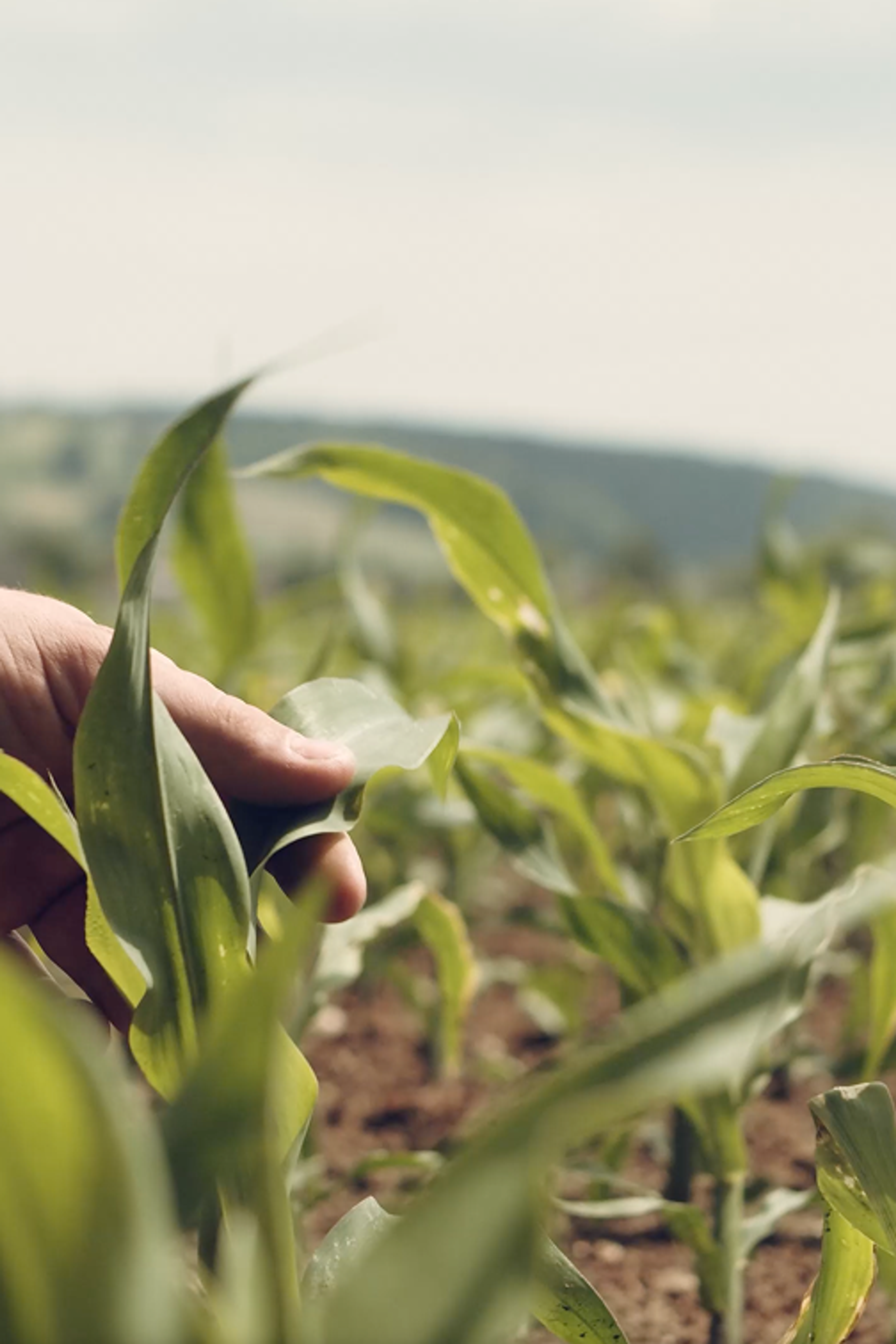 Crops