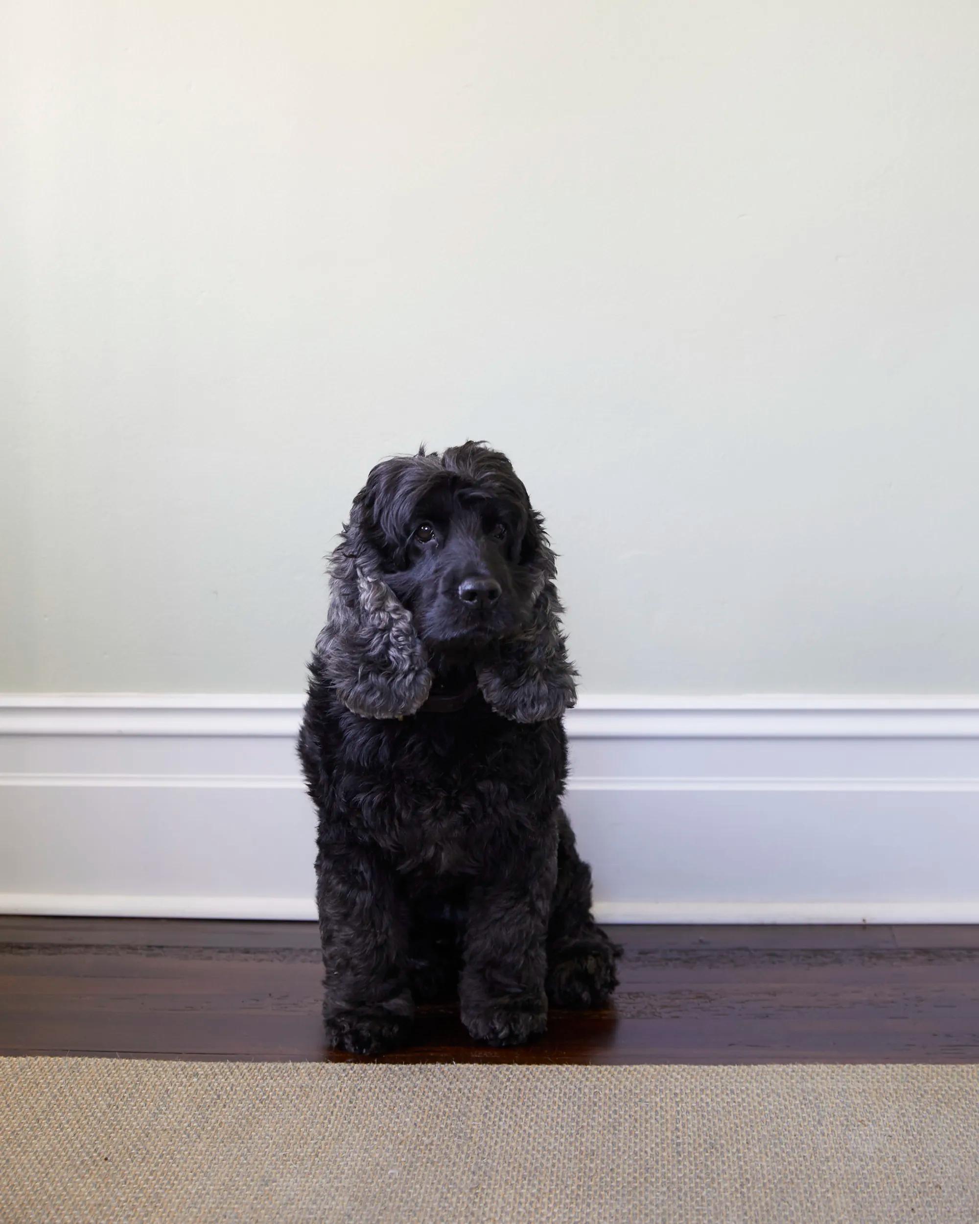 Frank the studio dog