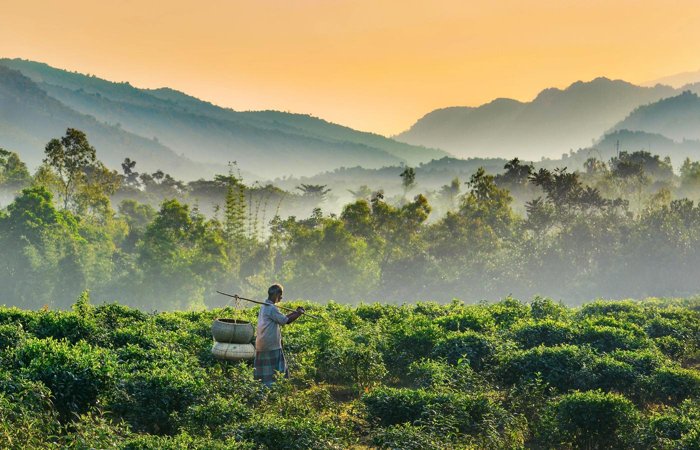 Get Greenery with Tea Garden