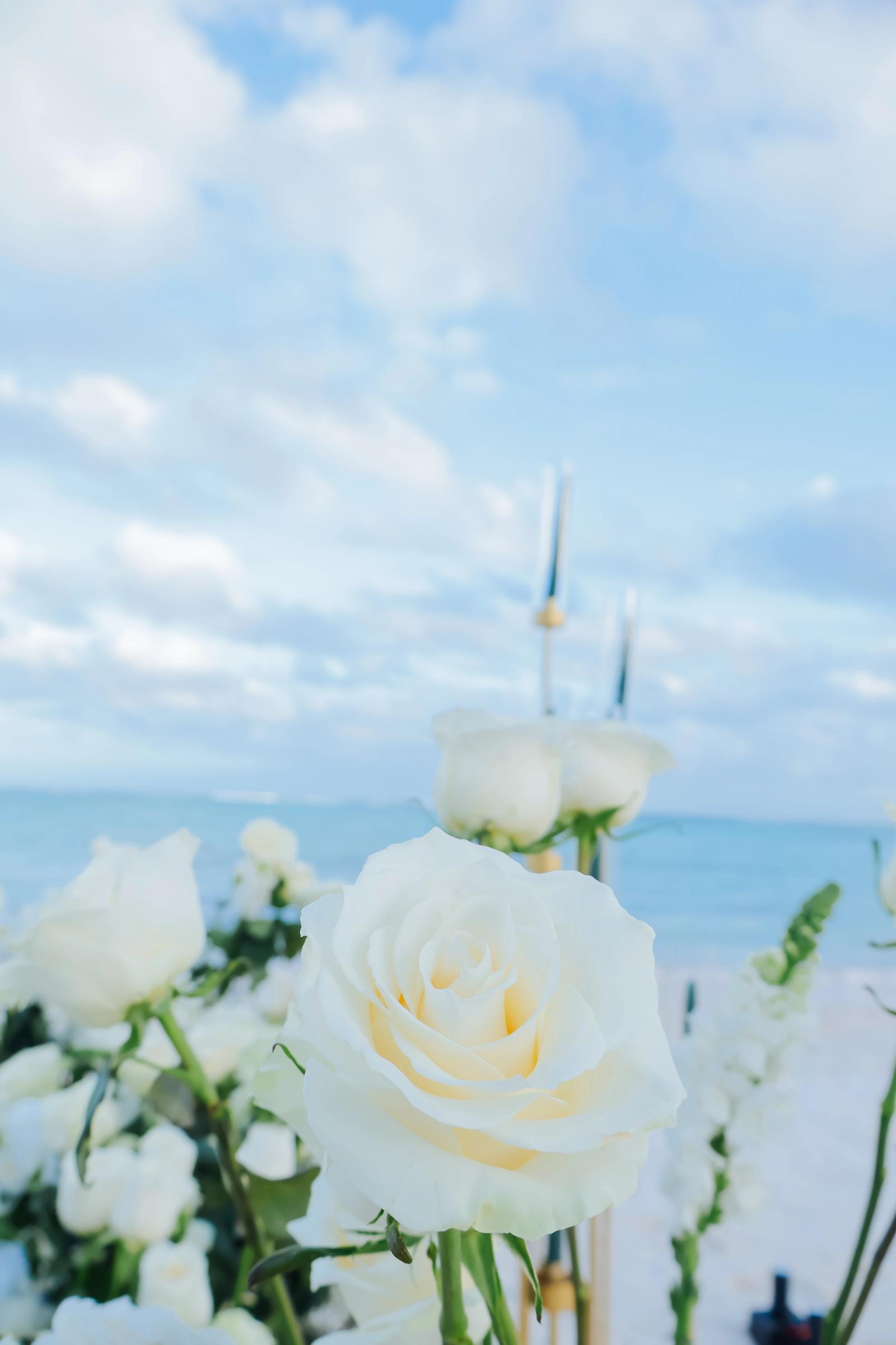 White Serenity: detalhe da montagem 8 em uma praia privativa de Uvero Alto, Punta Cana. White Serenity: detalhe da montagem 8 em uma praia privativa de Uvero Alto, Punta Cana.