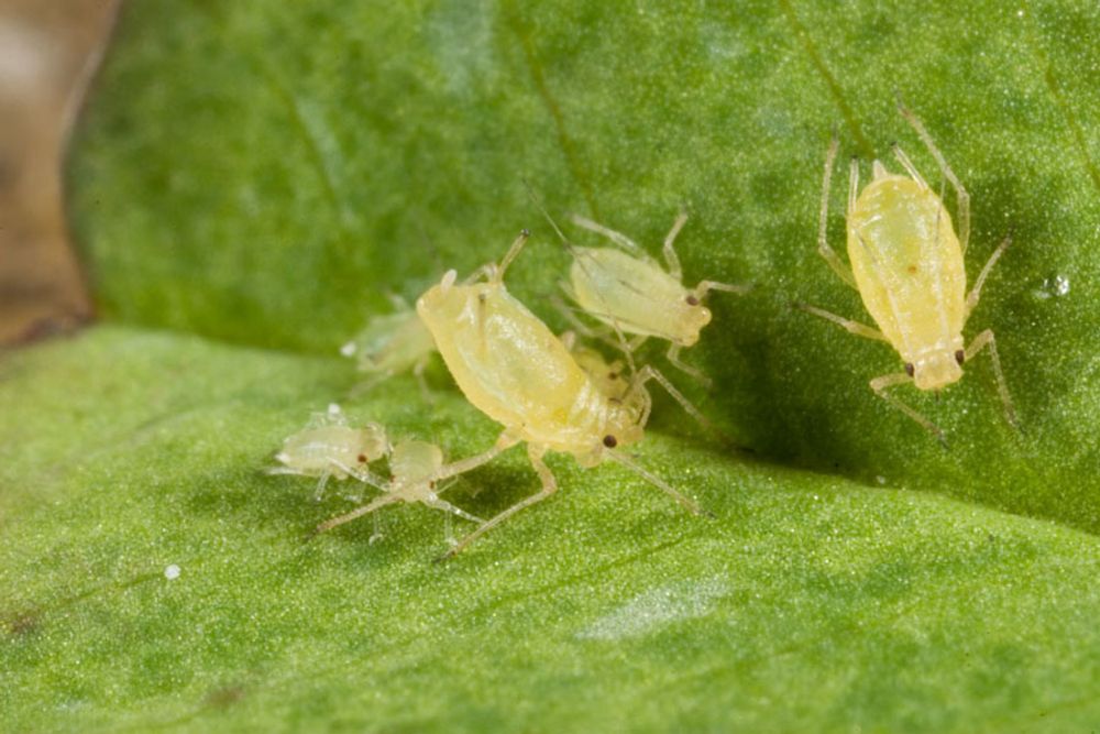 Green peach aphid insecticide resistance management strategy | AgPest