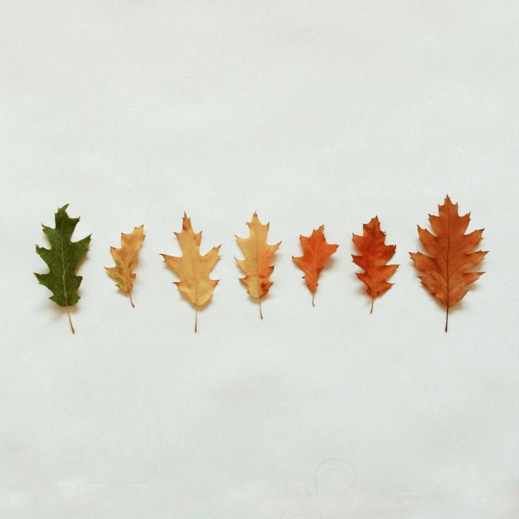 The Architecture of Change: Navigating the Human Transition