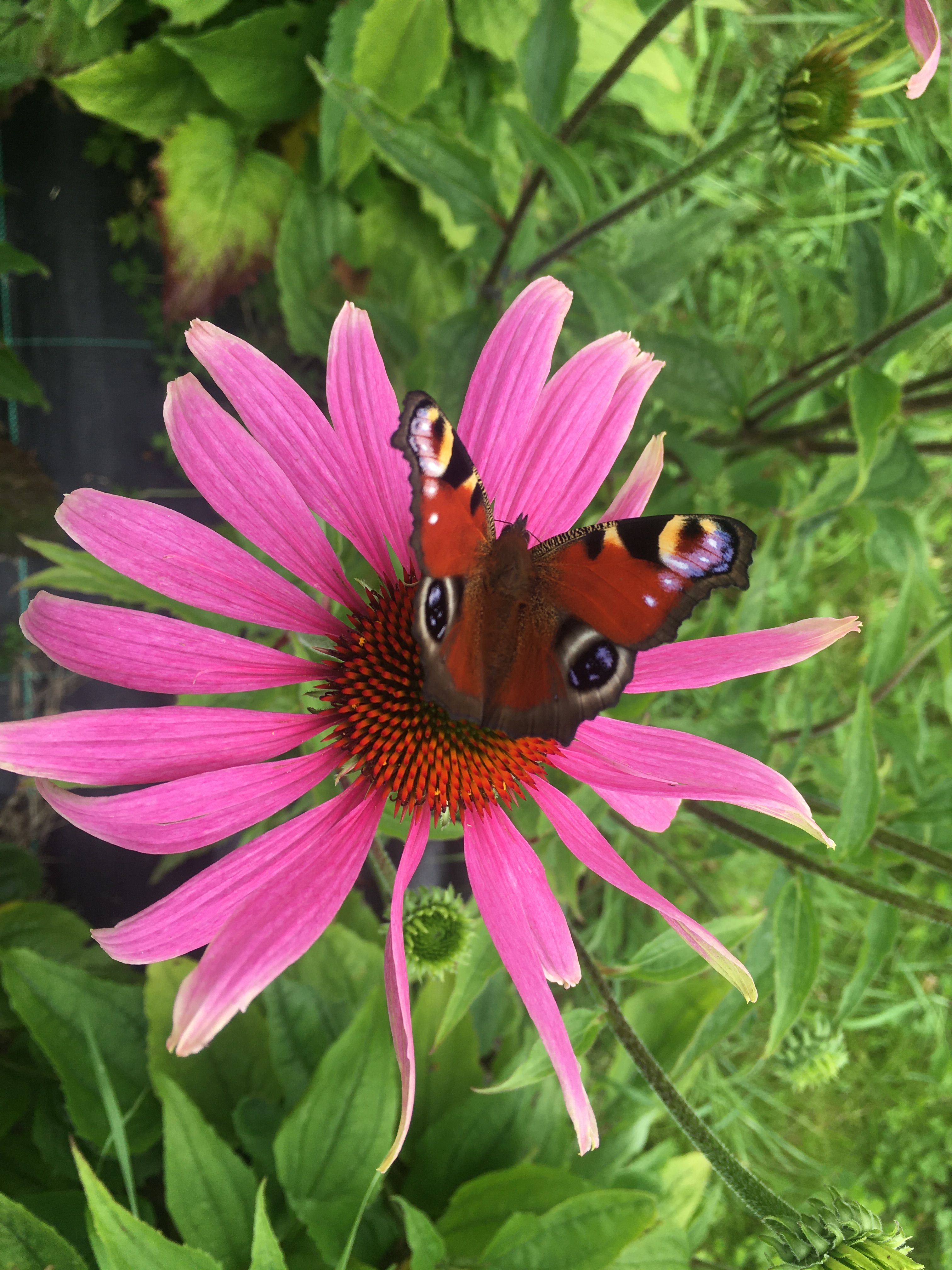 Summer Herbs and update