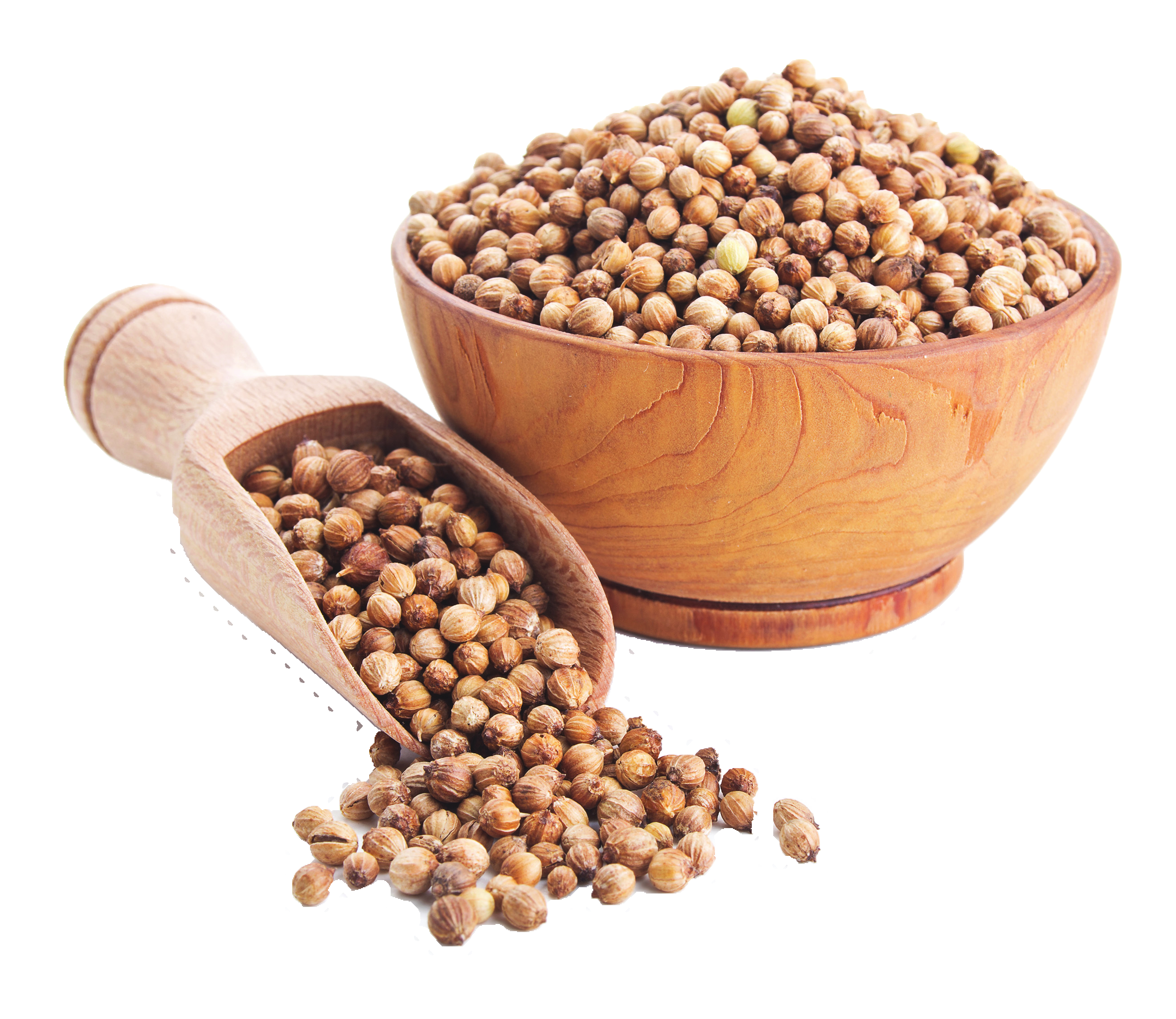 Coriander