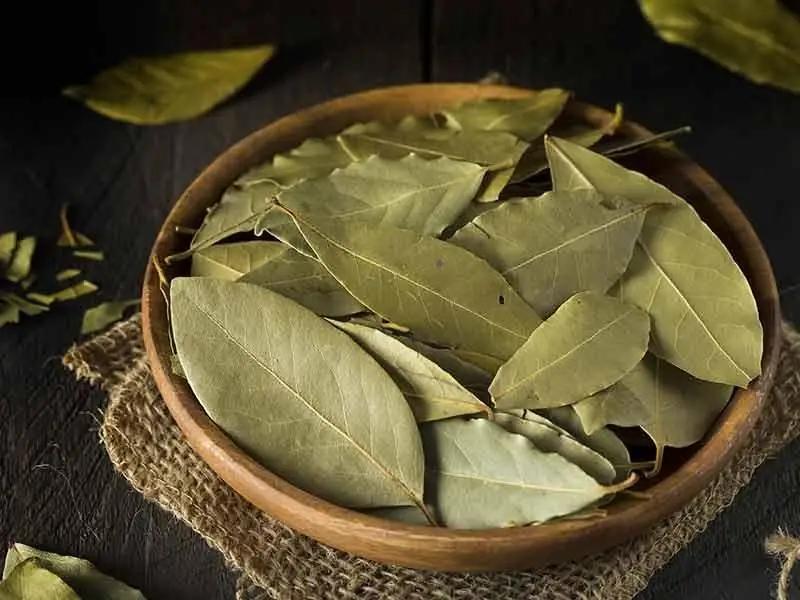 Bay Leaf