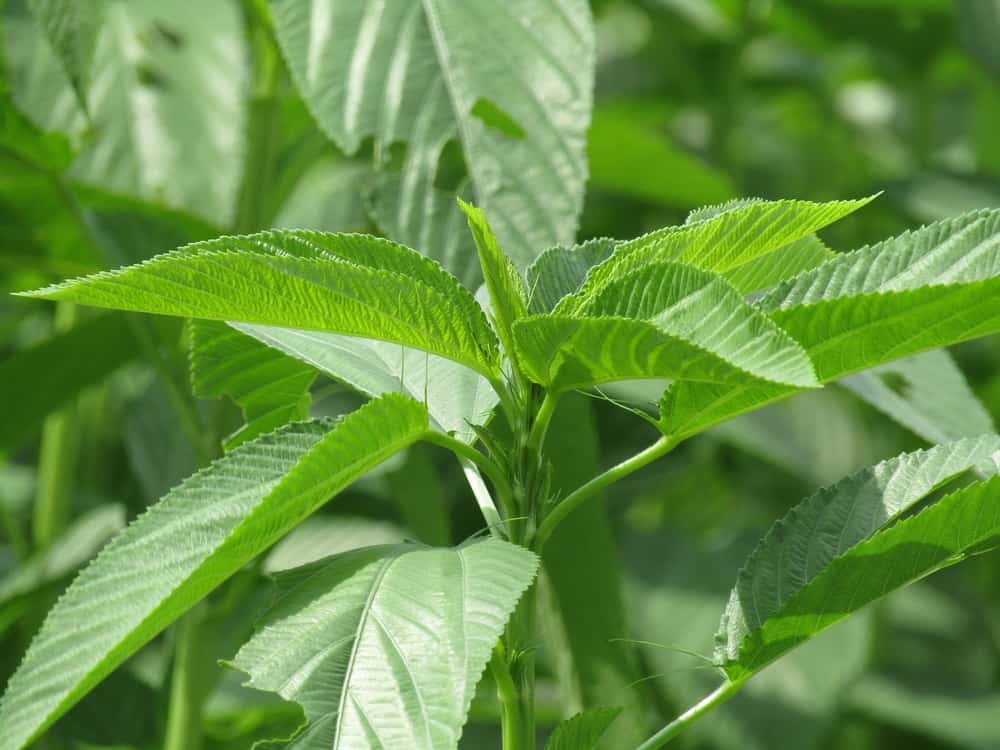 Jute leaves