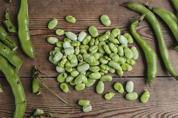 Broad Beans