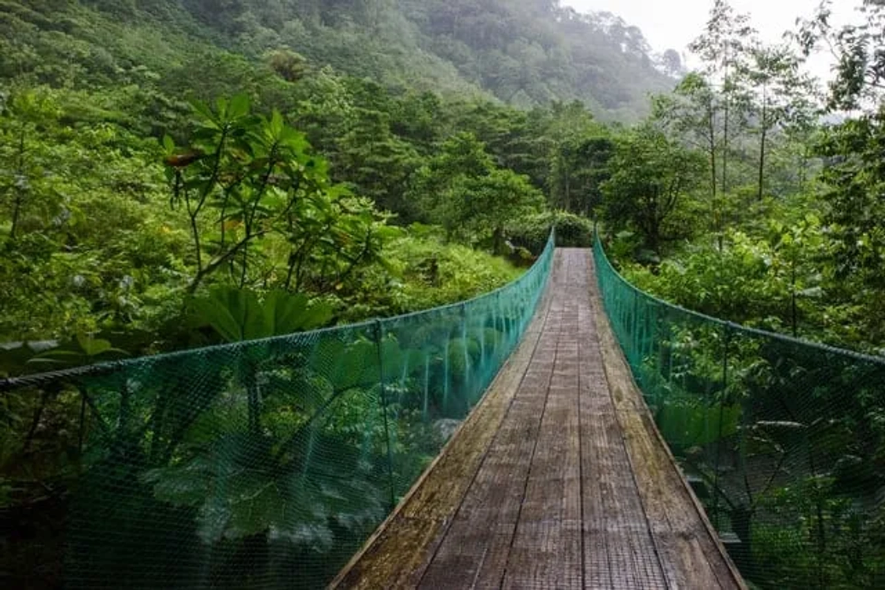 Ponte suspensa na floresta tropical.