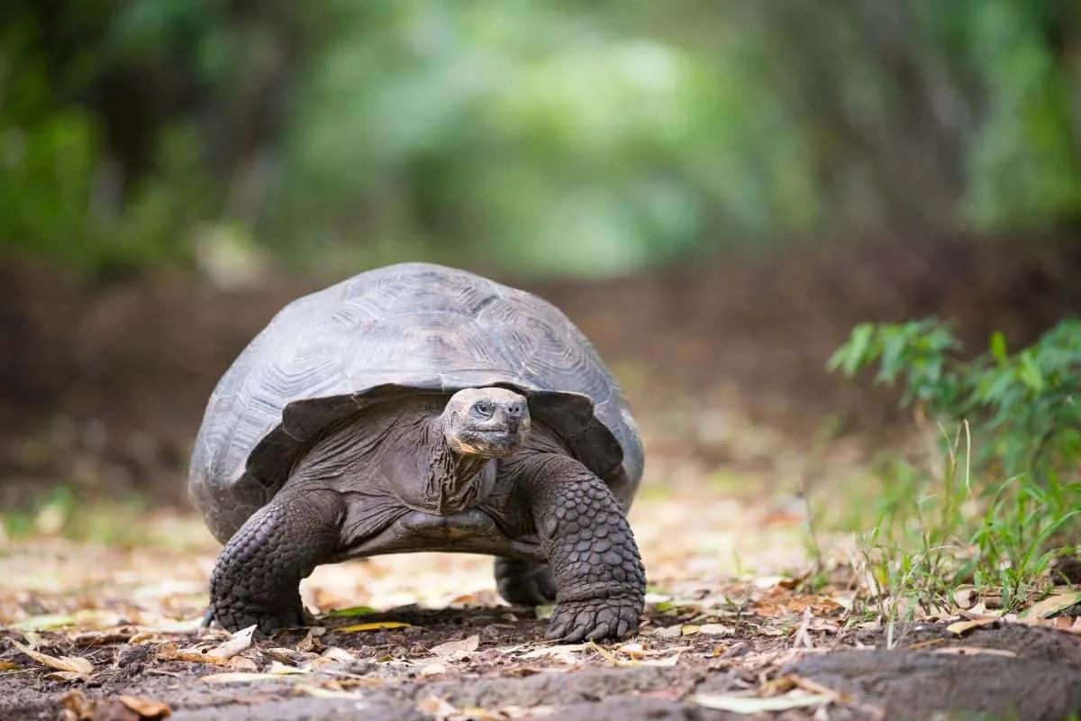 lugares turísticos de las islas Galápagos