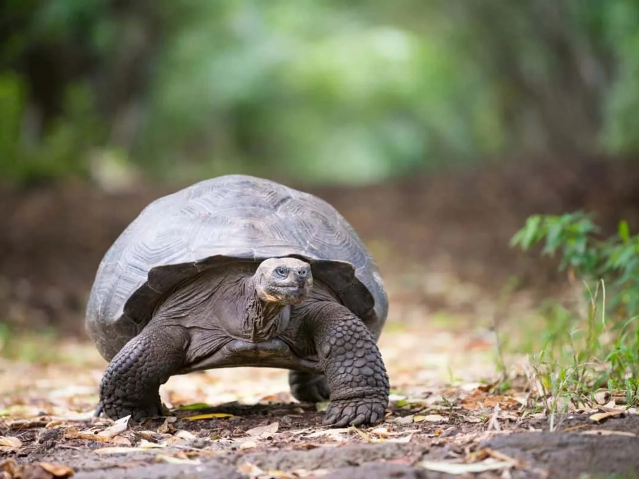 lugares turísticos de las islas Galápagos
