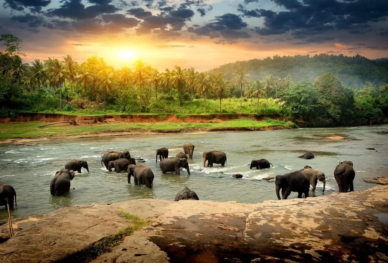 Elefantes em parque nacional durante uma viagem ao Sri Lanka