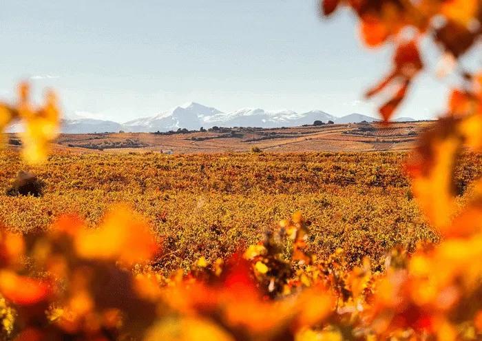 Paisaje otoñal con viñedos y montañas nevadas al fondo.