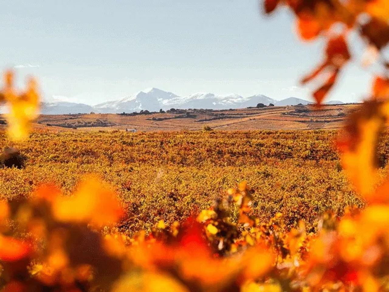 Paisaje otoñal con viñedos y montañas nevadas al fondo.