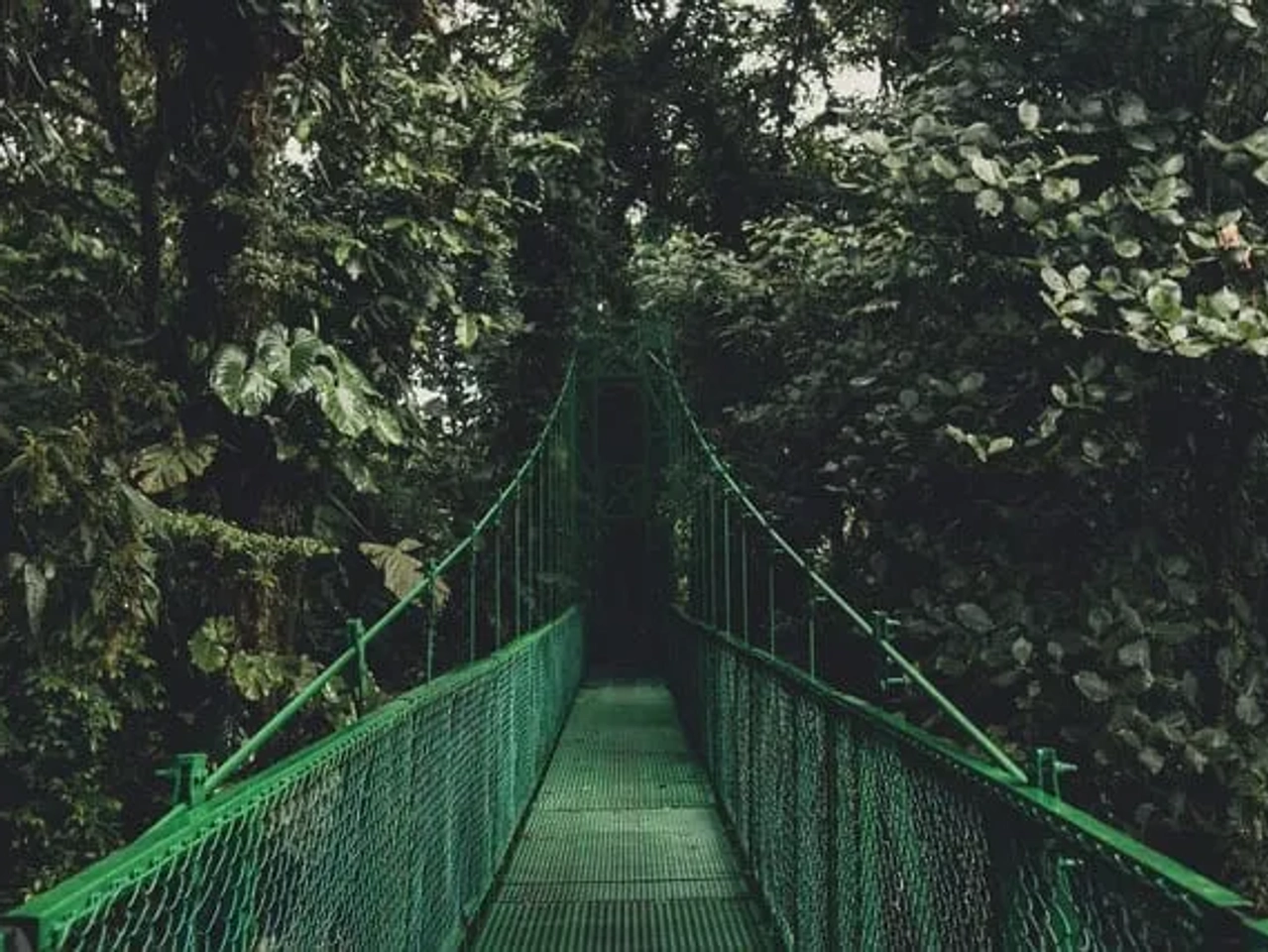 ponte suspensa na floresta costa rica