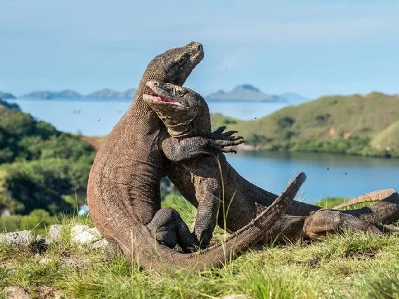 Indonesia Komodo
