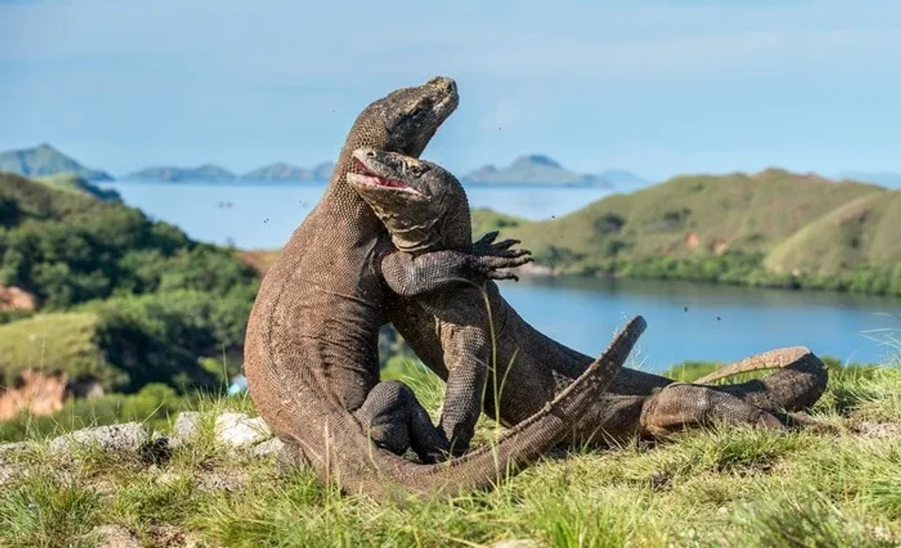 Indonesia Komodo
