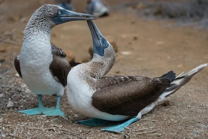 Dos piqueros de patas azules interactuando en un entorno natural de las Islas Galápagos.