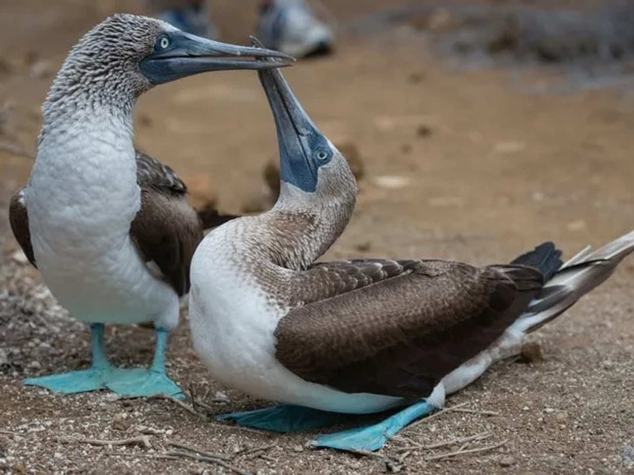 Dos piqueros de patas azules interactuando en un entorno natural de las Islas Galápagos.