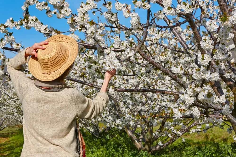 Valle del Jerte en primavera