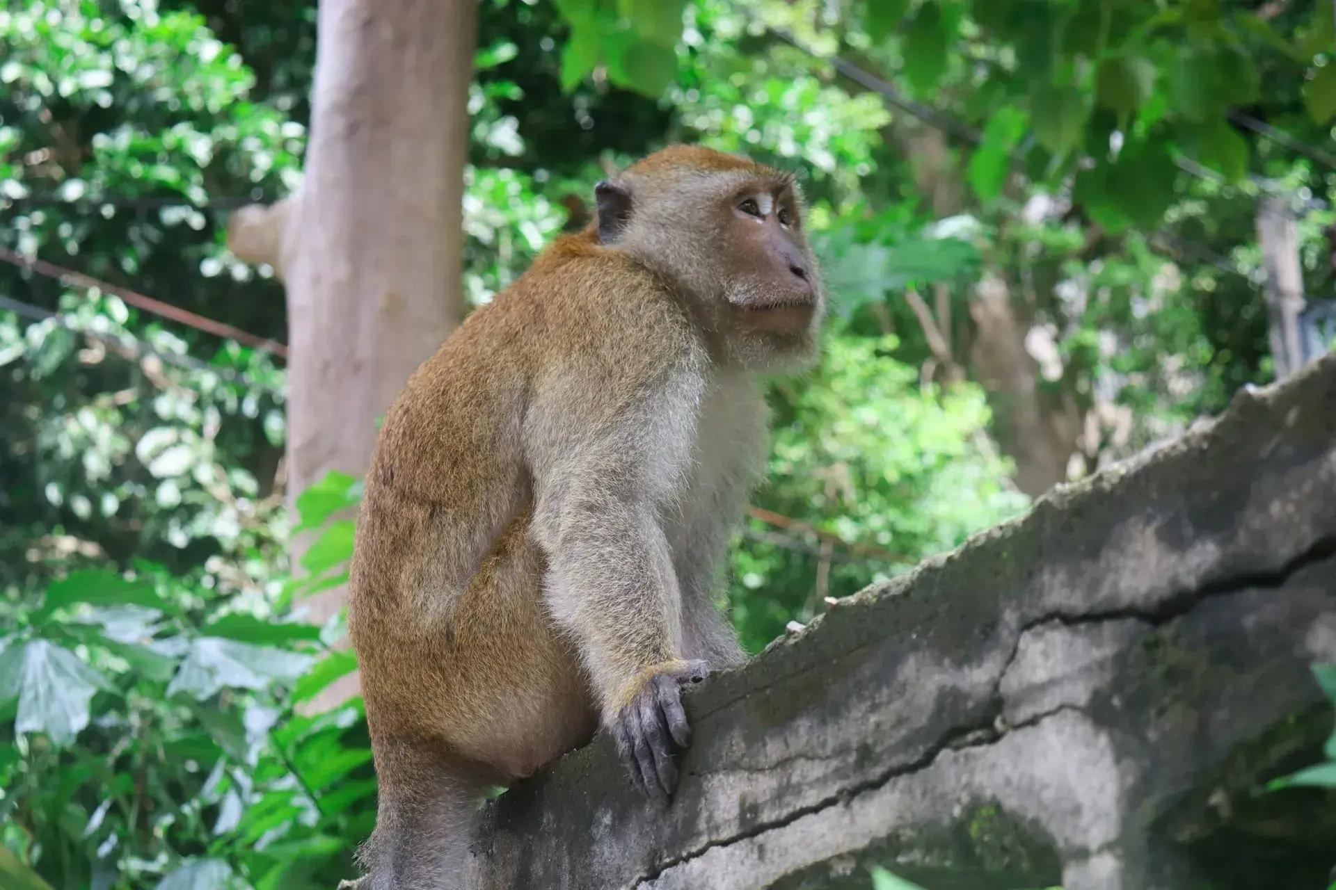 Scimmia in Thailandia, animale selvatico da evitare di toccare per ridurre il rischio di morsi, graffi e rabbia.