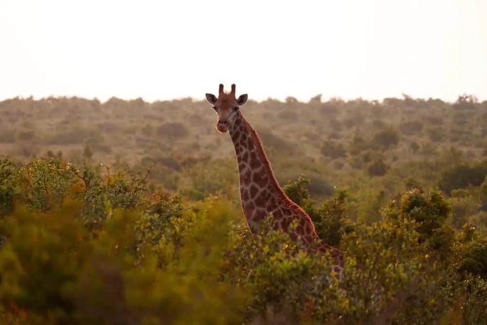 Cuándo viajar a Sudáfrica