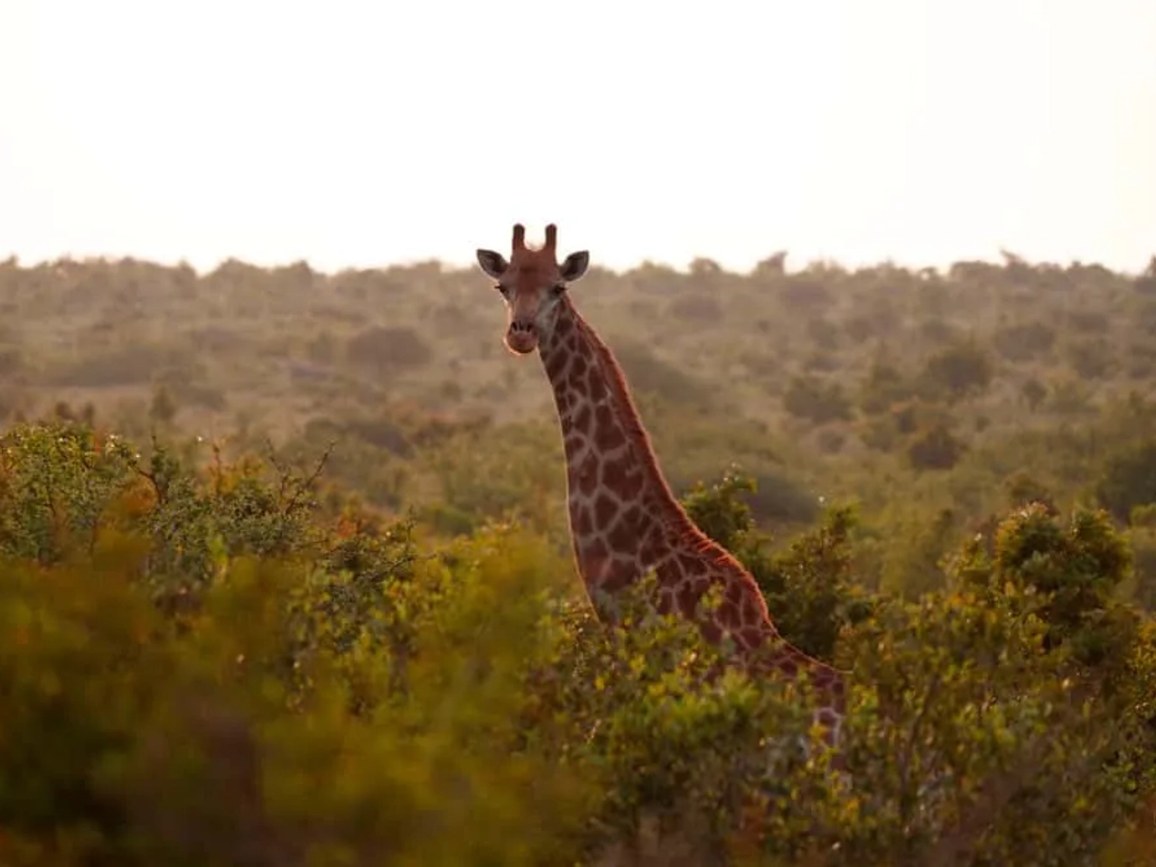 Cuándo viajar a Sudáfrica