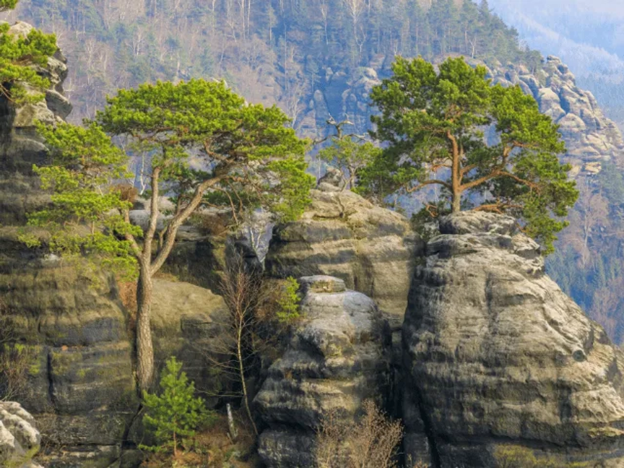 formações rochosas com arvores verdes no Parque Nacional da Suíça Saxónica na Alemanha