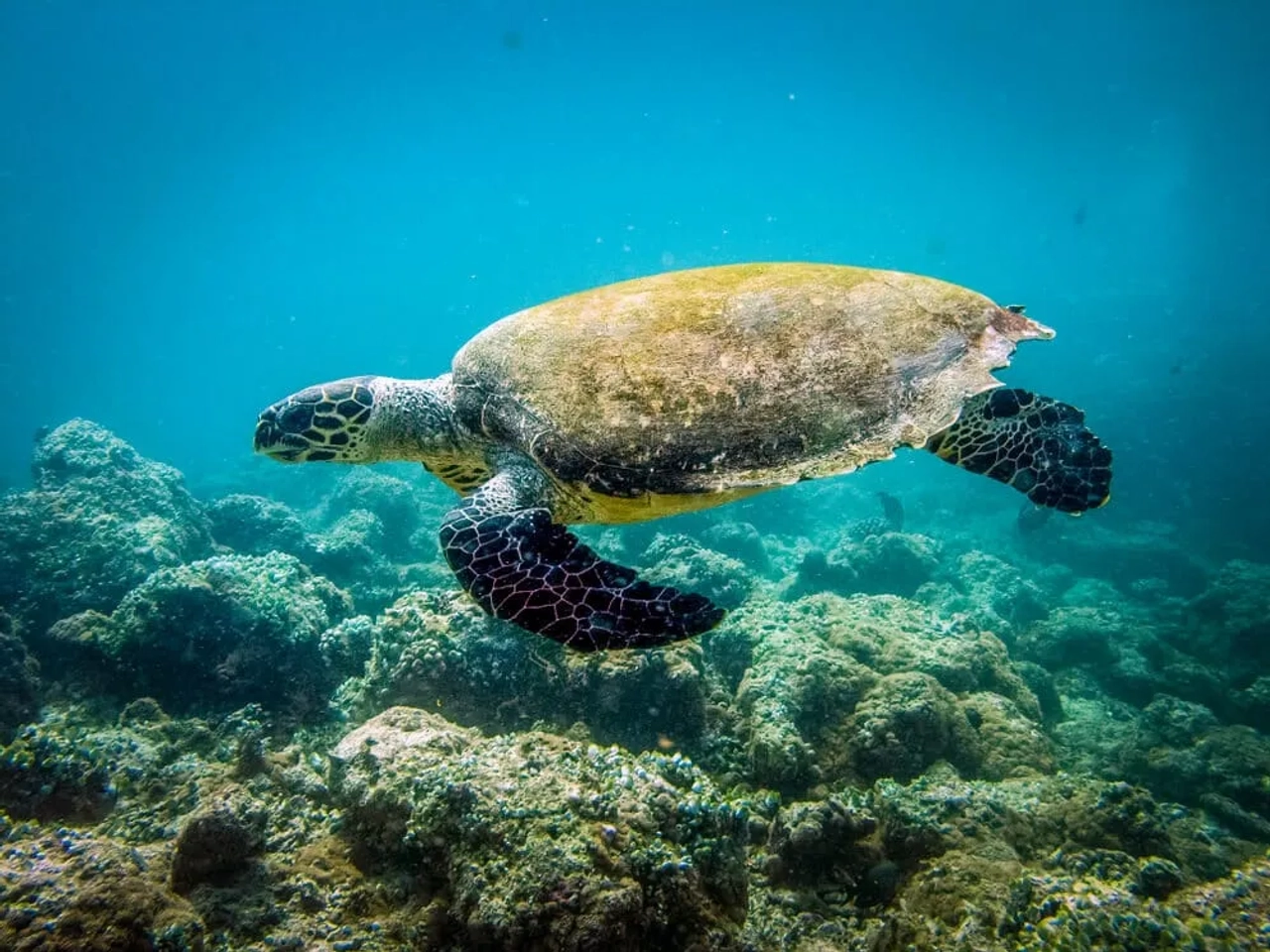 tartaruga marinha a nadar no mar